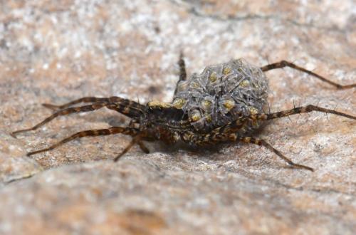 Pardosa sp.